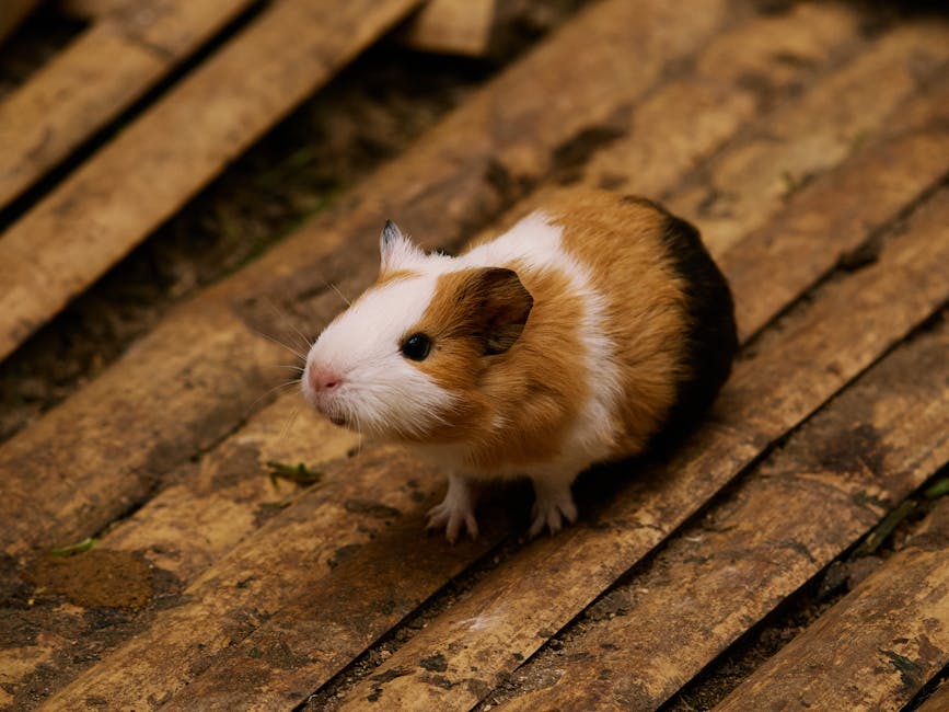 A charming guinea pig captured on a rustic wooden floor, showcasing its adorable features. – adorable adventures walkthrough 2026