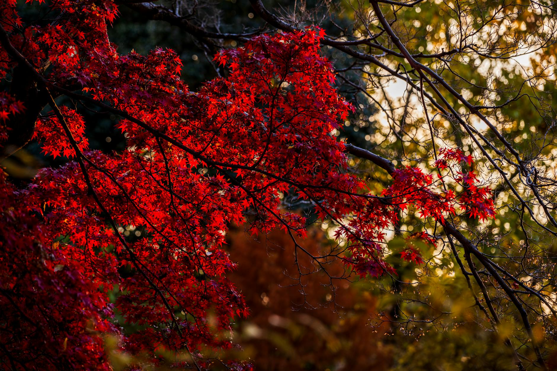 Bright crimson maple leaves illuminated by sunlight, capturing the essence of autumn.