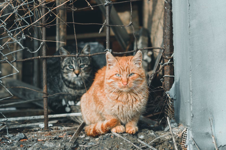Ginger and tabby cats sitting by a fence, staring intently. Perfect for animal lovers.