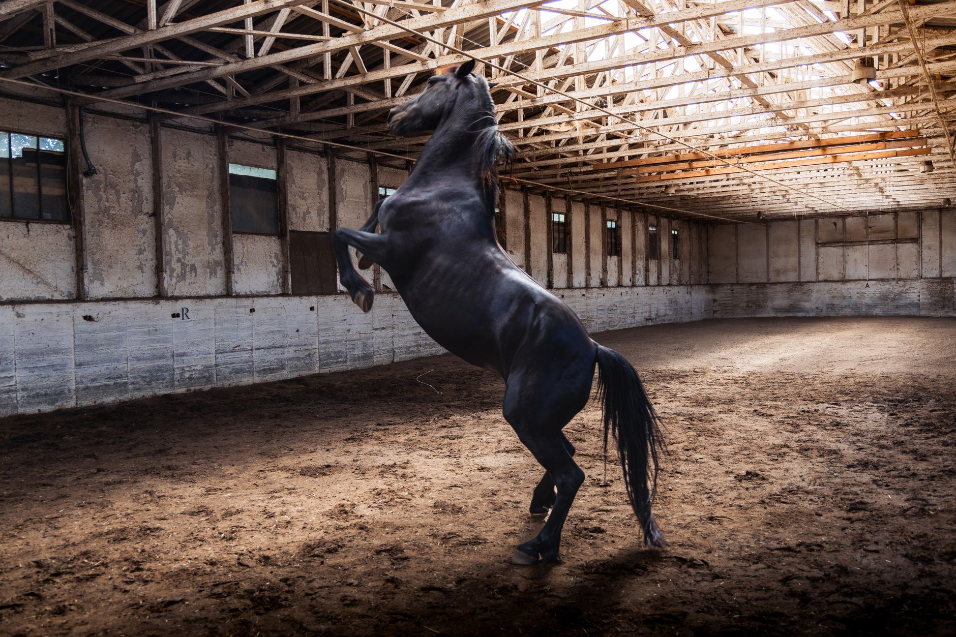 A powerful black horse rears inside an old stable, showcasing strength and elegance.