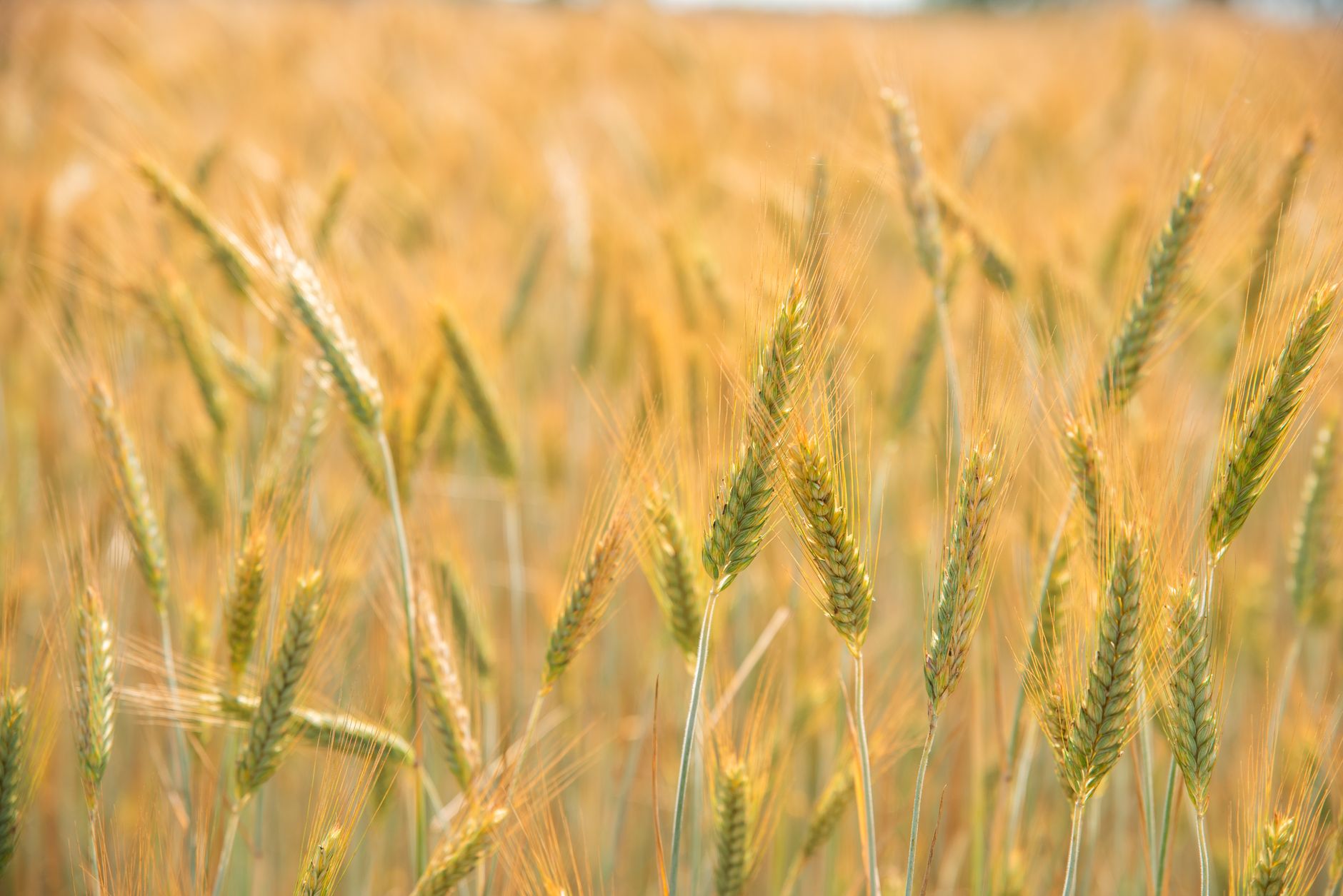 Close-up of a golden wheat field glowing in the summer sun.